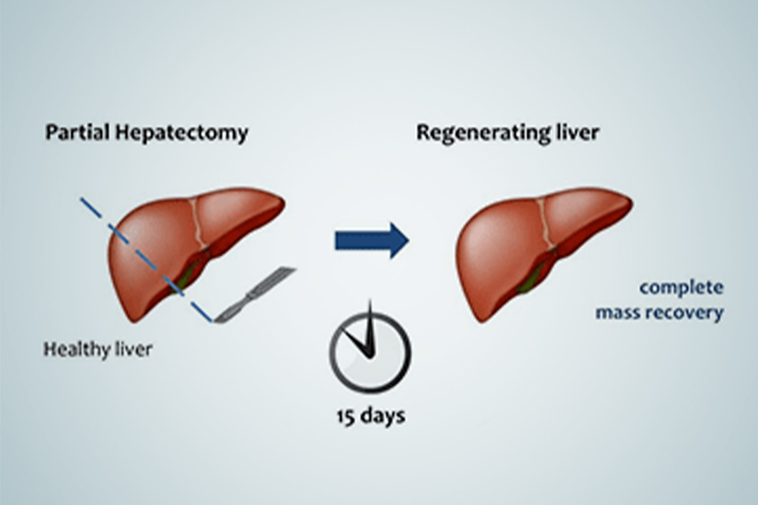 Liver Regeneration & its Process